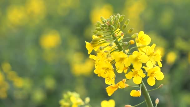 Imagens Close Colza Brassica Napus — Vídeo de Stock