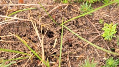Karınca kolonisi yeraltı yuvası (Formicidae) )