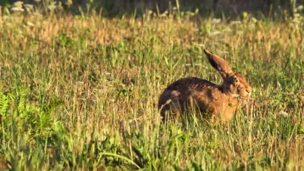 Hare Comer Grama Lepus Europaeus — Vídeo de Stock