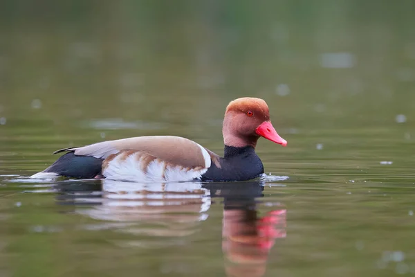 Red Crested Pochard Male Duck Netta Rufina — Stock Photo, Image