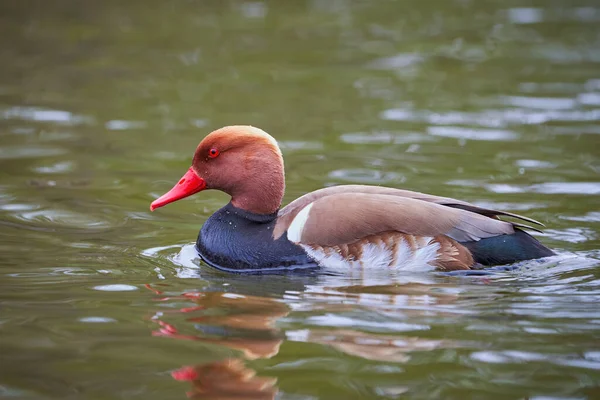 Red Crested Pochard Male Duck Netta Rufina — Stock Photo, Image