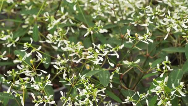 Euphorbia Diamond Frost Rostlina Bílými Květy Euphorbia Hypericifolia — Stock video