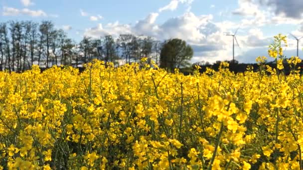 Pole Rzepakowe Turbiny Wiatrowe Pobliżu Lasu Brassica Napus — Wideo stockowe