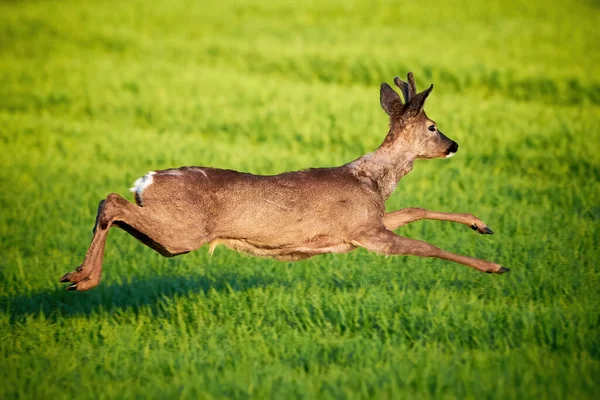 Αρσενικό Ελάφι Roe Τρέχει Στο Γήπεδο Capreolus Capreolus Σπόροι Σόγιας — Φωτογραφία Αρχείου