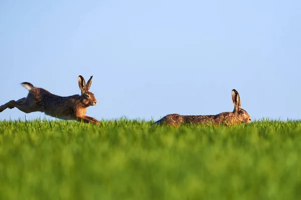 Δύο Λαγοί Τρέχουν Στο Λιβάδι Lepus Europaeus — Φωτογραφία Αρχείου