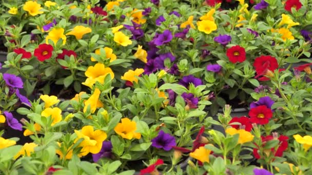 Calibrachoa Flores Coloridas Panning Filmagem Esquerda — Vídeo de Stock