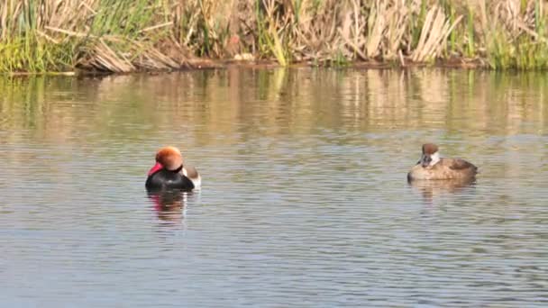 Rotschopfpochard Männchen Und Weibchen Netta Rufina — Stockvideo