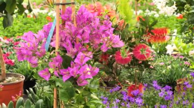 Serada çiçek açan pembe Bougainvillea. Dikenli asmalar, çalılar