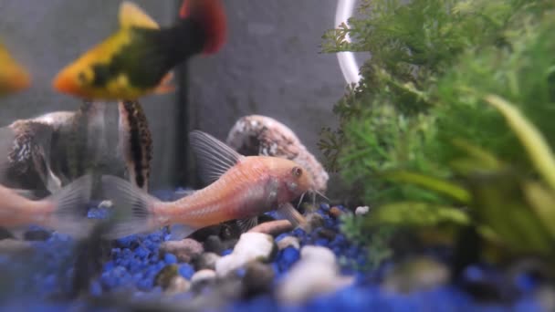 Albino Bronzewelse Aquarium Corydoras Aeneus — Stockvideo