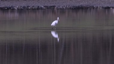 Büyük beyaz balıkçıl (Ardea alba) gölde balık yakalar