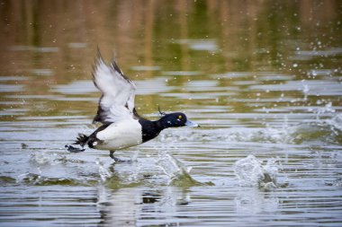 Tufted Duck su üzerinde çalışıyor (Aythya fuligula )