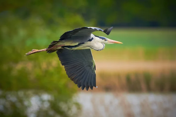 Garça Cinzenta Voo Ardea Cinerea Pássaro Voo — Fotografia de Stock