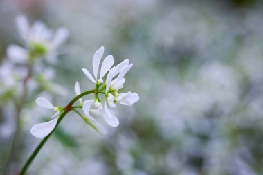 Euphorbia 'Diamond Frost' bitkisi beyaz çiçeklerle (Euphorbia hypericifolia)