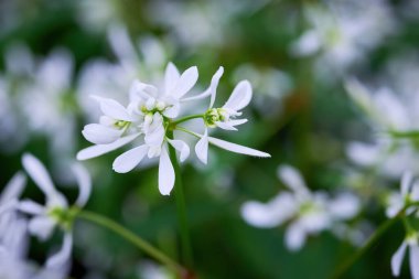 Euphorbia 'Diamond Frost' bitkisi beyaz çiçeklerle (Euphorbia hypericifolia)