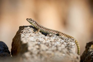 (Podarcis Muralis sabah bir kaya üzerinde güneşlenen yaygın duvar kertenkelesi ()