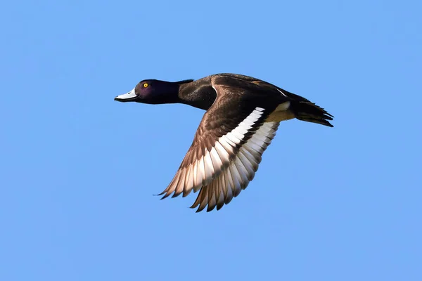 Tufted Duck Flight Aythya Fuligula — Stock Photo, Image