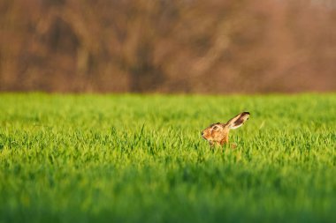 Avrupa Tavşanı çimenlerde saklanır (Lepus Europaeus)