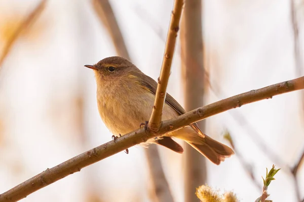 Chiendent Commun Paruline Feuilles Phylloscopus Collybita Gros Plan Sur Les — Photo