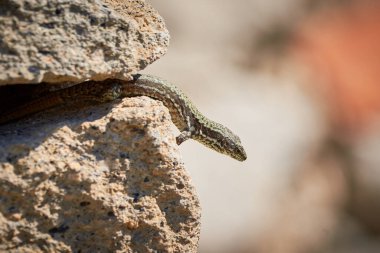(Podarcis Muralis sabah bir kaya üzerinde güneşlenen yaygın duvar kertenkelesi ()