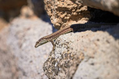 (Podarcis Muralis sabah bir kaya üzerinde güneşlenen yaygın duvar kertenkelesi ()