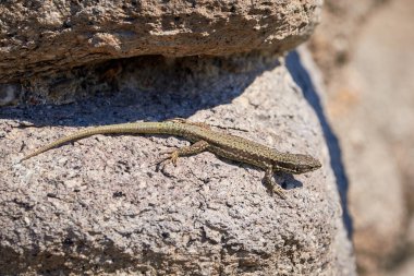 (Podarcis Muralis sabah bir kaya üzerinde güneşlenen yaygın duvar kertenkelesi ()