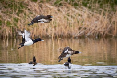 Uçan Ördekler (Aythya fuligula) )