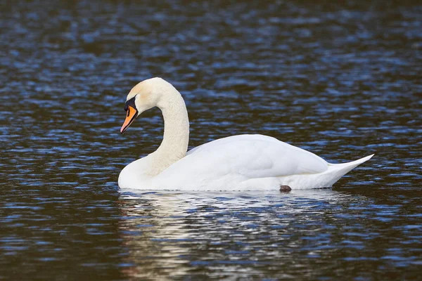 Höckerschwan Ruht Teich Cygnus Olor — Stockfoto