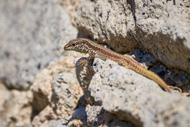 (Podarcis Muralis sabah bir kaya üzerinde güneşlenen yaygın duvar kertenkelesi ()