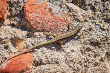 (Podarcis Muralis sabah bir kaya üzerinde güneşlenen yaygın duvar kertenkelesi ()