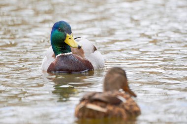 Gölde yüzen Mallard Erkek ve Kadın (Anas platyrhynchos )