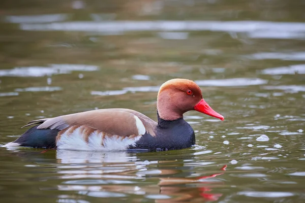 Red Crested Pochard Male Duck Netta Rufina — Stock Photo, Image