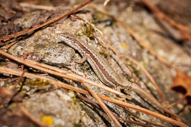 (Podarcis Muralis sabah bir kaya üzerinde güneşlenen yaygın duvar kertenkelesi ()