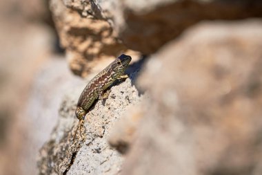 (Podarcis Muralis sabah bir kaya üzerinde güneşlenen yaygın duvar kertenkelesi ()