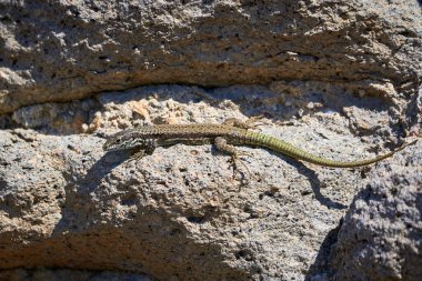 (Podarcis Muralis sabah bir kaya üzerinde güneşlenen yaygın duvar kertenkelesi ()