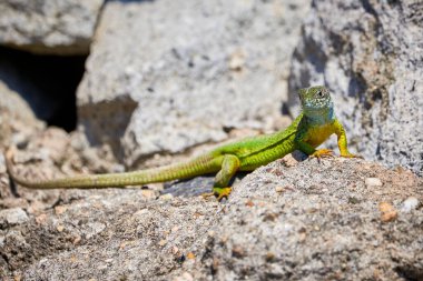 Avrupa yeşil kertenkelesi (Lacerta viridis) sabah kayalarda güneşleniyor