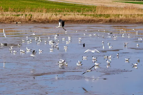 Colonie Goélands Tête Noire Recherche Nourriture Dans Étang — Photo