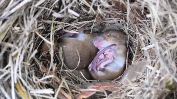 Schattige Baby Muizen Slapen Nest Mus Musculus — Stockvideo