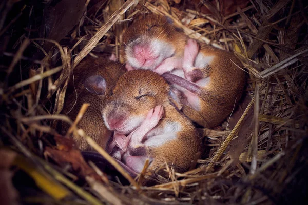 Baba Egerek Alszik Fészekben Vicces Helyzetben Mus Musculus — Stock Fotó