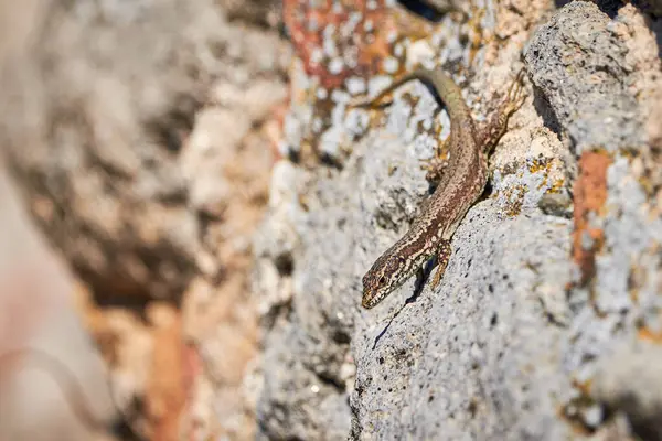 Common Wall Lizard Sunbathing Rock Morning Podarcis Muralis — Stock Photo, Image