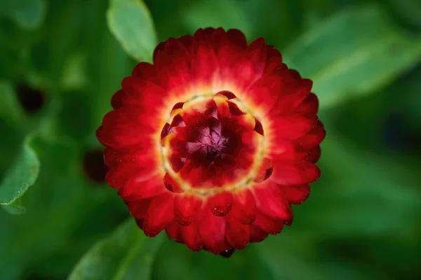 Червоний Цвіт Або Золотий Вічний Xerochrysum Bracteatum — стокове фото
