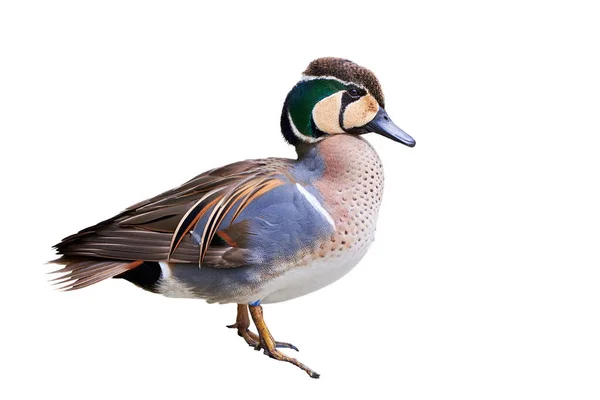 Baikal Teal Isolated White Background Sibirionetta Formosa Bimaculate Duck — Stock Photo, Image