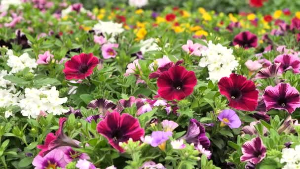 Flores Coloridas Uma Estufa Panning Direito Metragem — Vídeo de Stock
