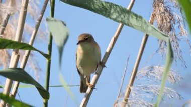 Avrasya kamış bülbülü doğal yaşam alanında şarkı söylüyor (Acrocephalus scirpaceus)