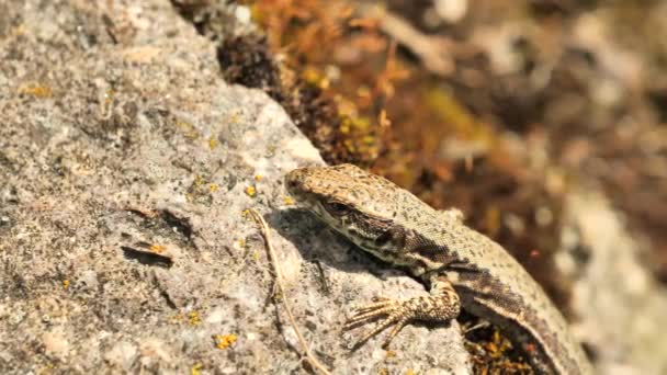 Primer Plano Lagarto Pared Común Podarcis Muralis — Vídeos de Stock