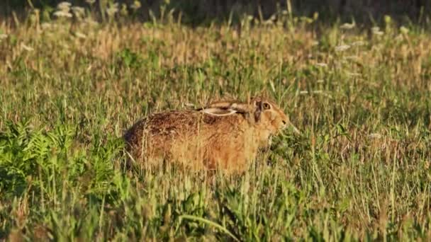 Hare Comer Grama Lepus Europaeus — Vídeo de Stock
