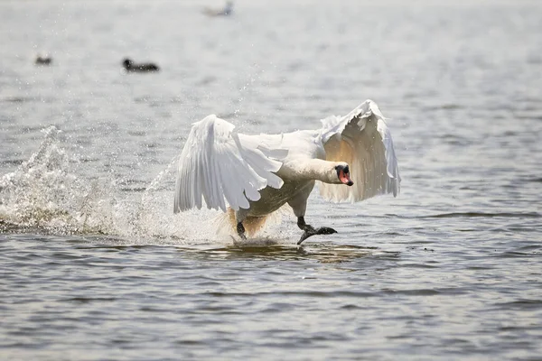 Cisne Mudo Correndo Água Cygnus Olor — Fotografia de Stock