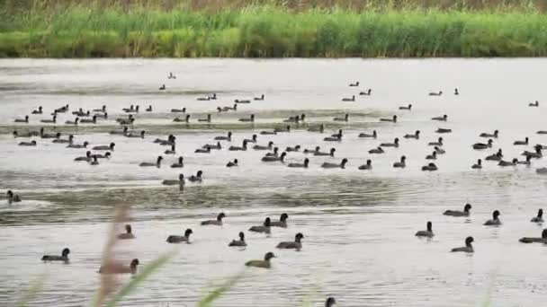 Pássaros Coot Eurasiáticos Lago Fulica Atra — Vídeo de Stock