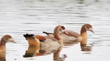 Doğal ortamında yavruları olan Mısır kazları (Alopochen aegyptiaca)