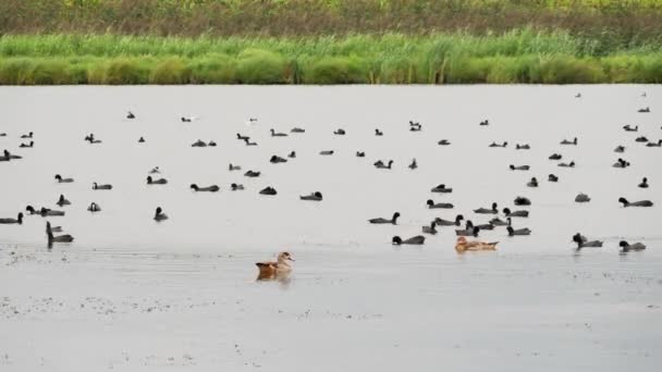 Coot Eurasiático Gansos Egipcios Lago Fulica Atra — Vídeos de Stock