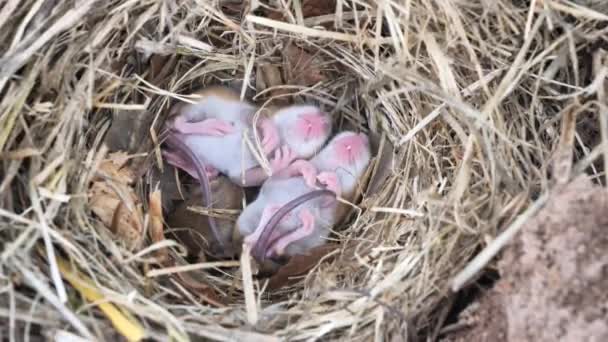 Schattige Baby Muizen Slapen Nest Mus Musculus — Stockvideo